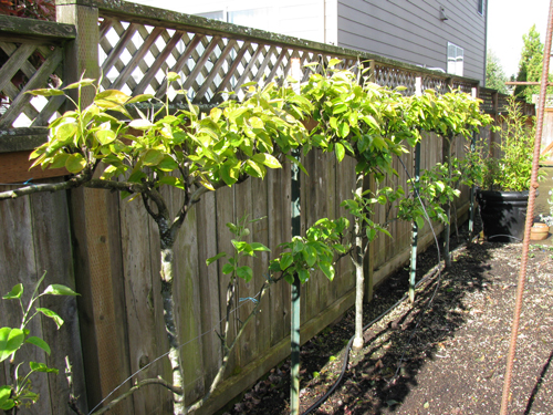 Árboles frutales cultivados en una valla.