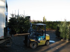 Carissa Unloading Trees Coming to The Plant Farm