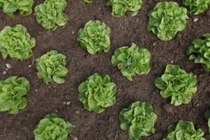 Plant lettuce early and you'll harvest more often.