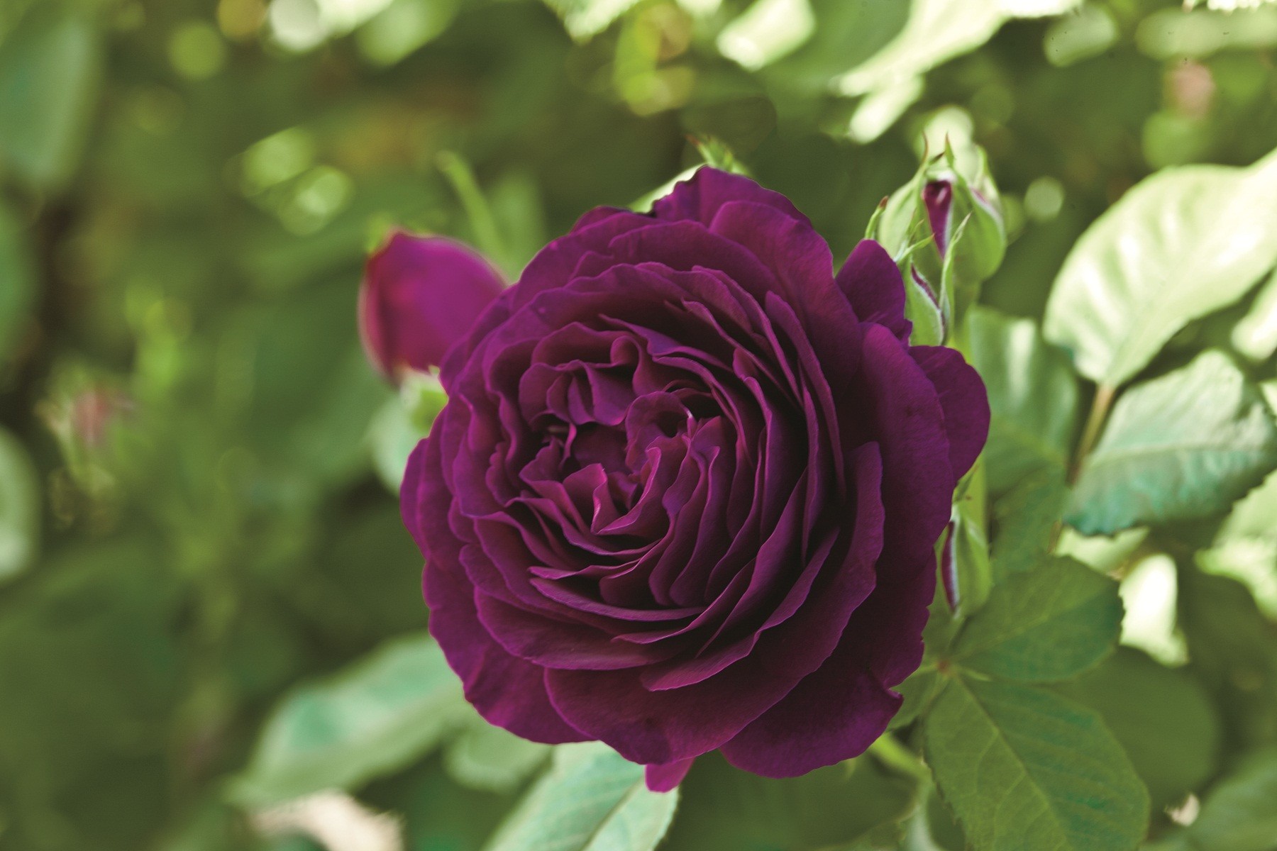 Twilight Zone Grandiflora Rose, Jumbo Roses