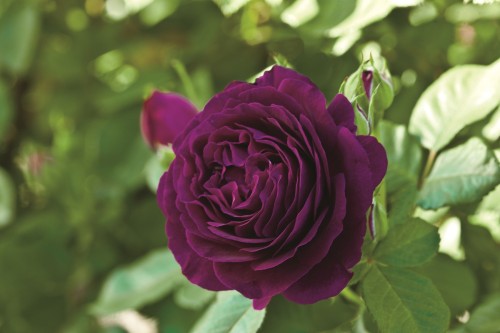Add another dimension to your garden with the Twilight Zone rose, new this year and available now at The Plant Farm.