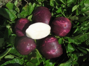 Viking Purple Potatoes