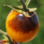 'Indigo Kumquat' Tomato