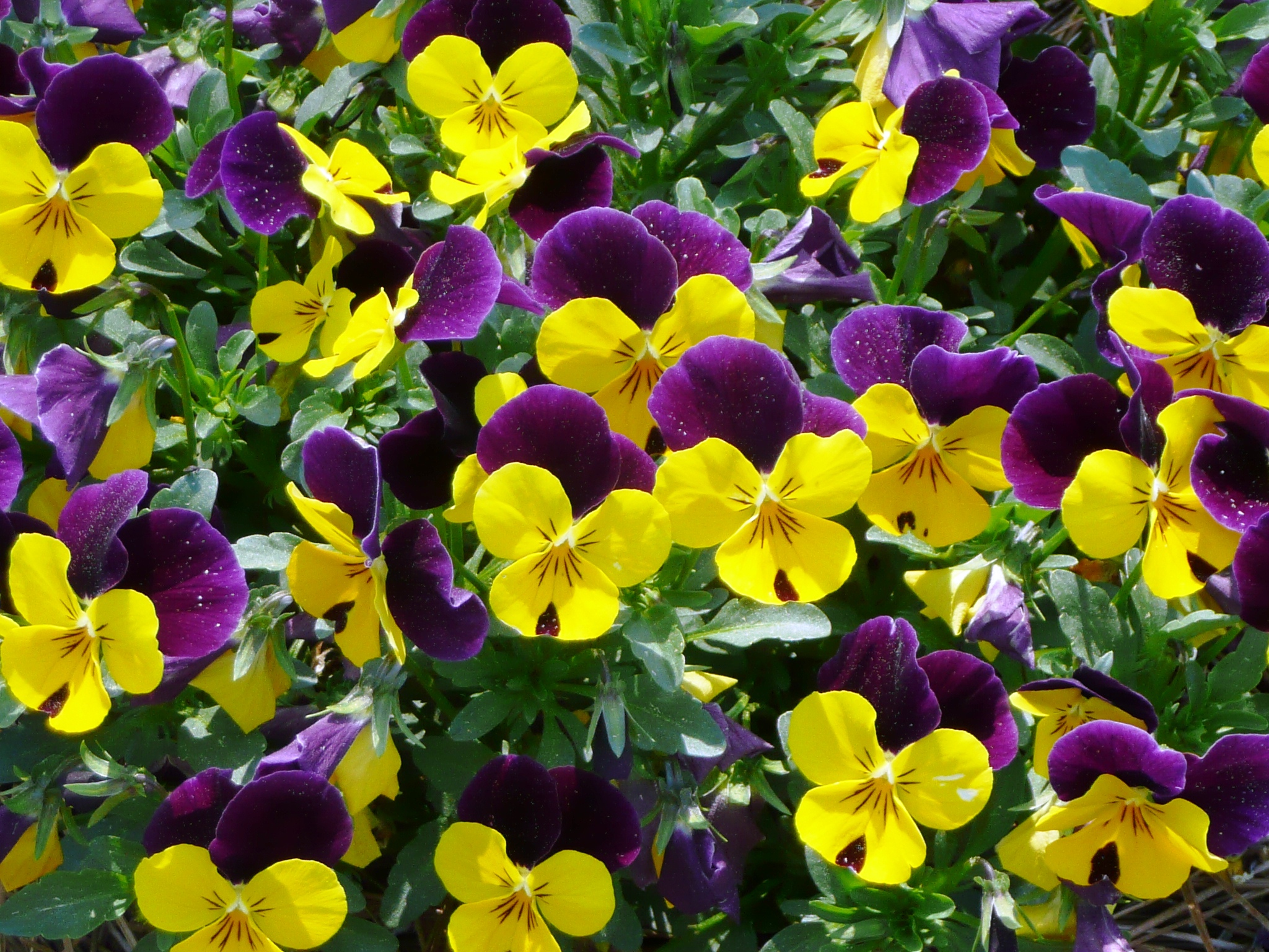 Beneath The Petals Fun Facts About Pansies And Violas The Plant Farm